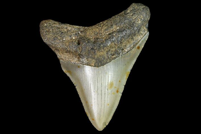 Fossil Megalodon Tooth - North Carolina #104990